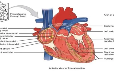 Conduction System of Human Heart