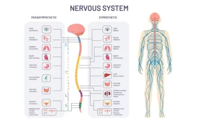 Central and Peripheral Nervous System