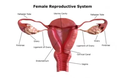 Anatomy of Female Reproductive Organs
