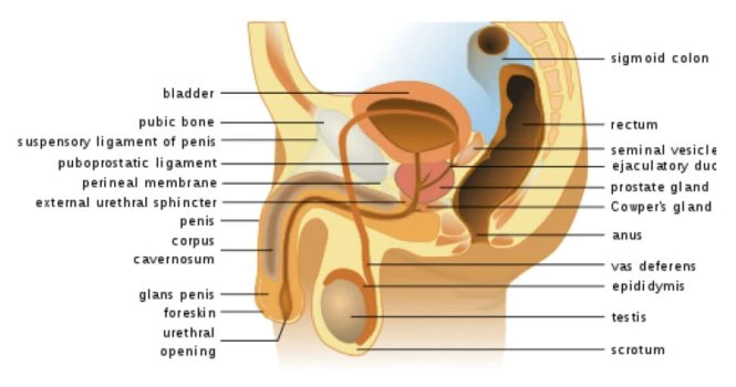 parts of male reproductive system
