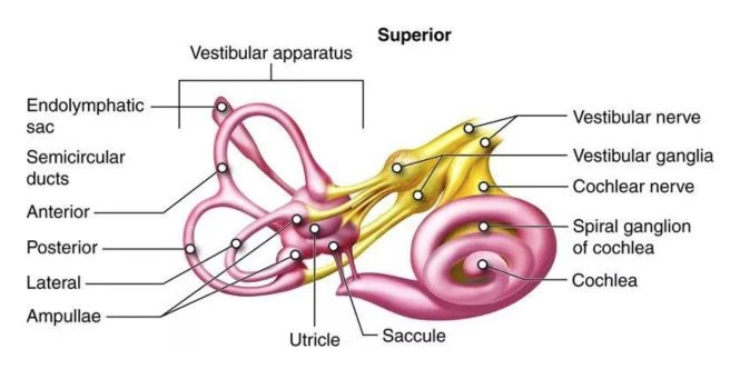 vestibular apparatus