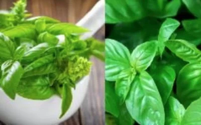 Top 10 Health Wonders Hidden in Basil Leaves
