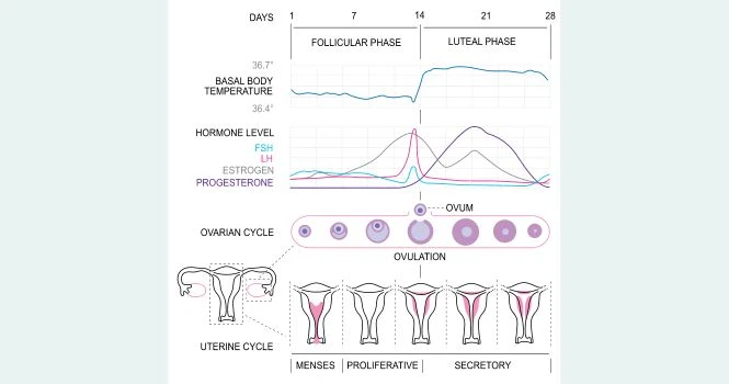 Hormones in Menstruation cycle diagram