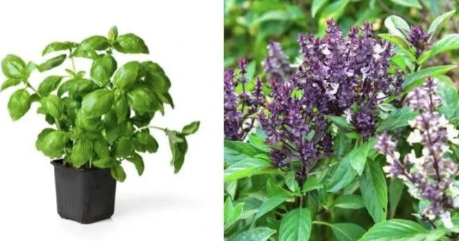 Health benefits of Basil leaves tree herb