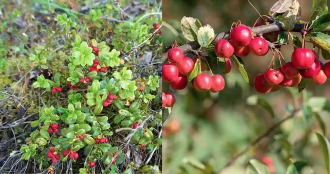 cranberry plant or shrub