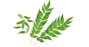 curry leaves