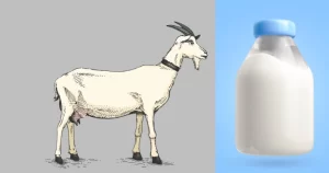 goat milk