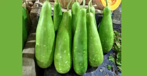 bottle gourd for kidney patients