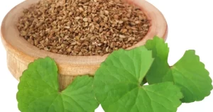 Ajwain leaves benefits