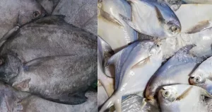 black pomfret vs white pomfret