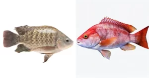 red snapper vs tilapia