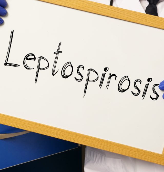 What is Leptospirosis?