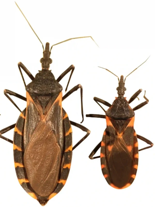 Chagas Disease Explained: Symptoms, Spread & Prevention